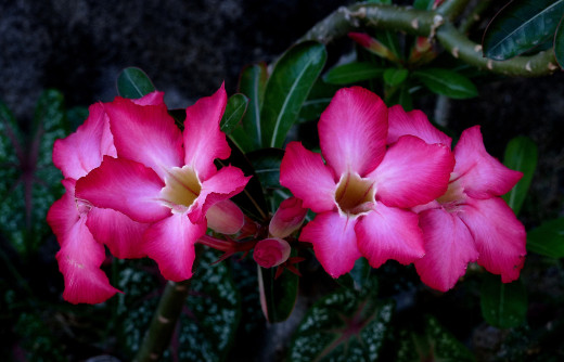 915751 (a): :2048x1312